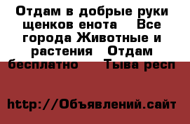 Отдам в добрые руки щенков енота. - Все города Животные и растения » Отдам бесплатно   . Тыва респ.